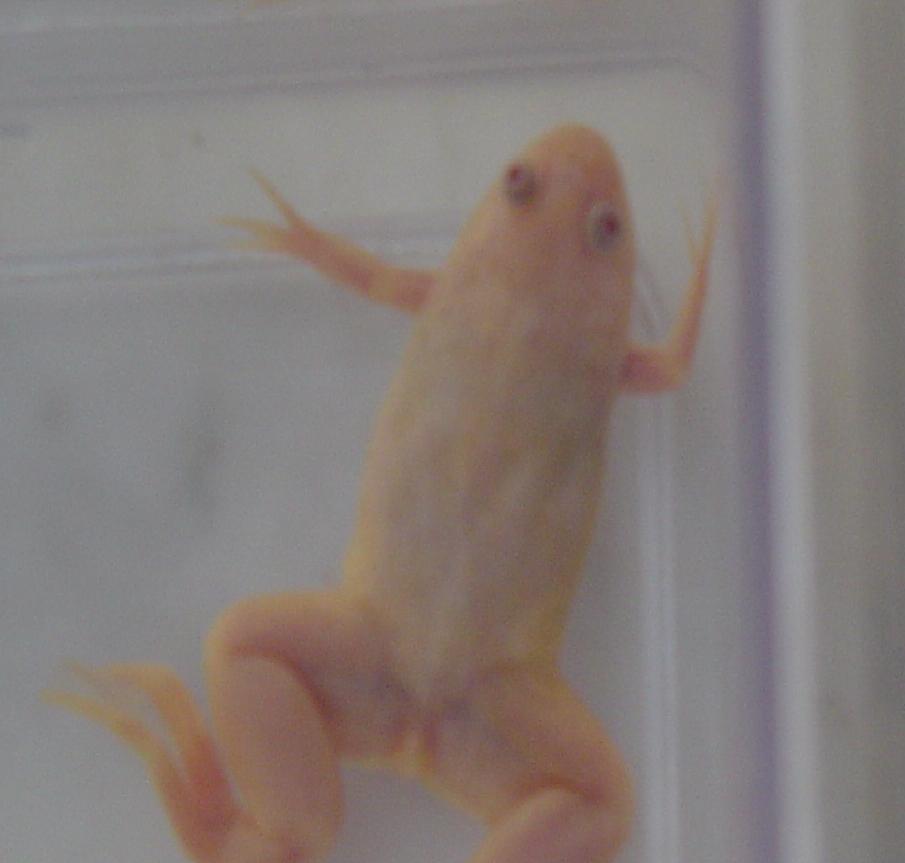 Xenopus laevis