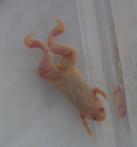 Xenopus laevis