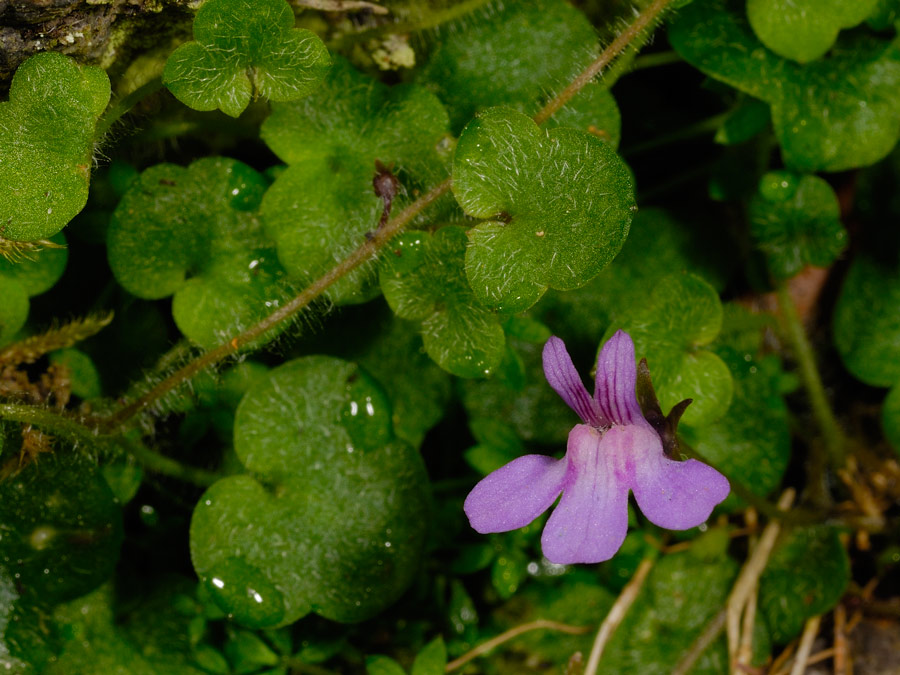 Cymbalaria aequitriloba / Ciombolino trilobo