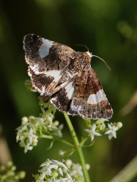 Da identificare - Tyta luctuosa