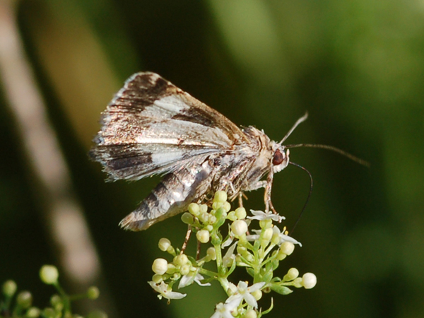 Da identificare - Tyta luctuosa