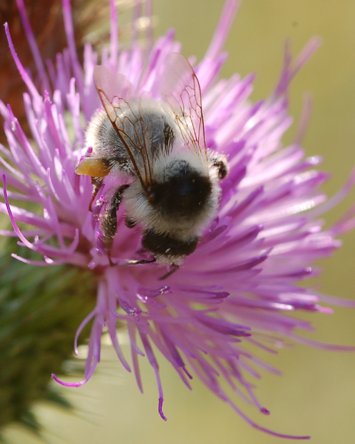 Bombus sp. e maschio di Halictus scabiosae