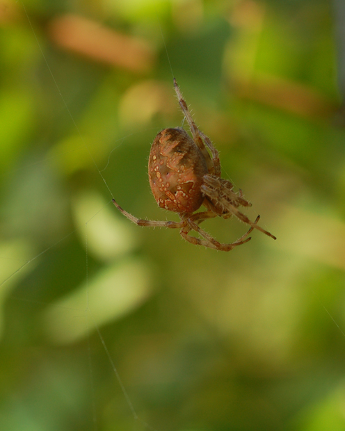 Araneus diadematus