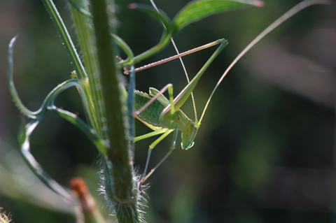 Chiedo conferma per  Tylopsis lilifolia