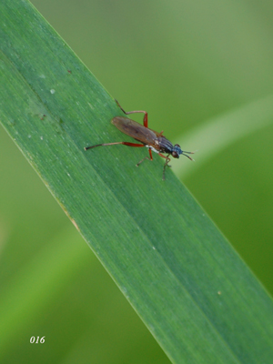 Conferma per Elgiva cucularia