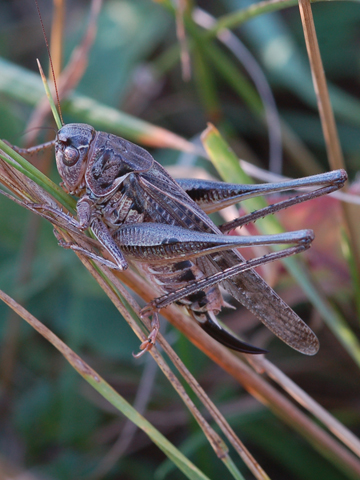 Conferma per Decticus verrucivorus