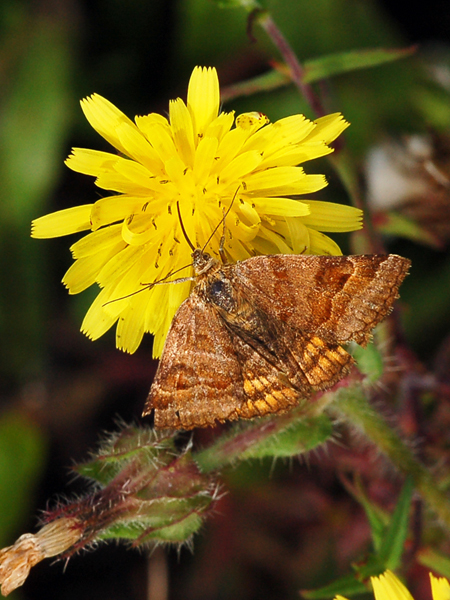 Geometridae o Noctuidae? - Euclidia (Euclidia) glyphica