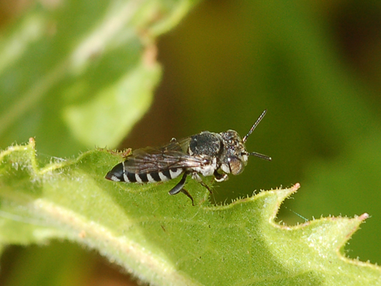 Apidae Megachilinae - femmina di Coelioxys sp.