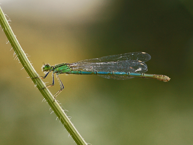 Da identificare - Erythromma lindenii (femmina)