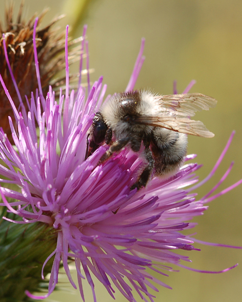 Bombus sp. e maschio di Halictus scabiosae