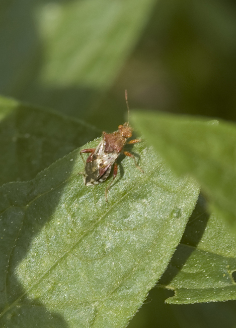 Rhopalidae: Rhopalus subrufus della Toscana (Lucca)