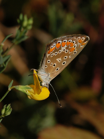 Chiedo conferma  Lycaenidae - Aricia sp