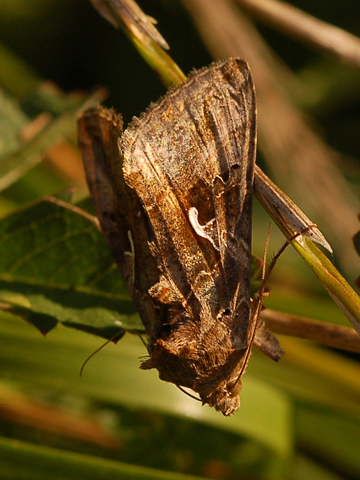 Noctuidae - Autographa gamma