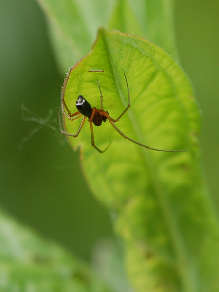 Linyphiidae