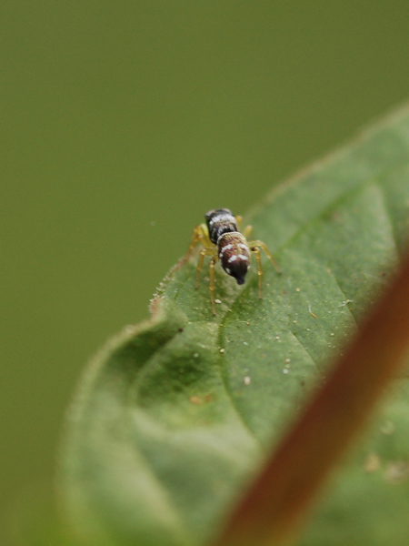 Heliophanus sp.