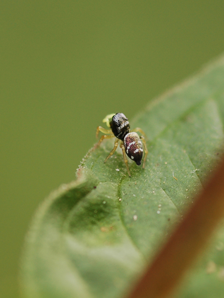 Heliophanus sp.