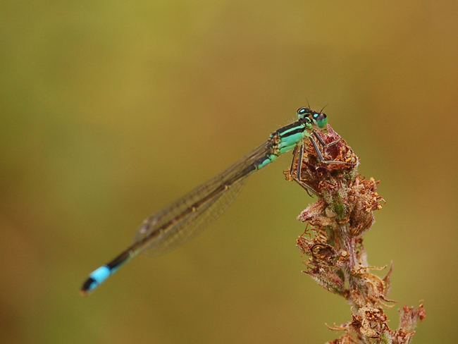 Da identificare - Ischnura elegans