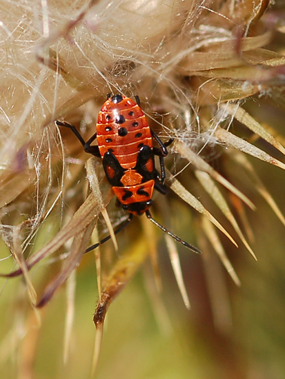 Lygaeidae: Spilostethus  saxatilis dell''Appennino Lucchese