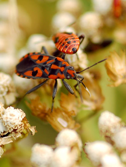 Lygaeidae: Spilostethus  saxatilis dell''Appennino Lucchese