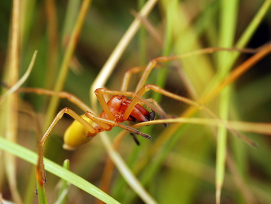 Cheiracanthium sp.