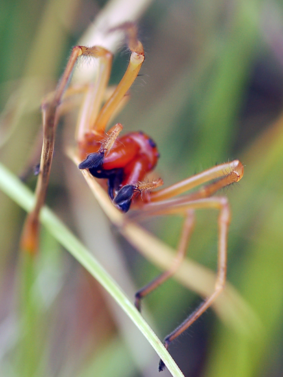 Cheiracanthium sp.