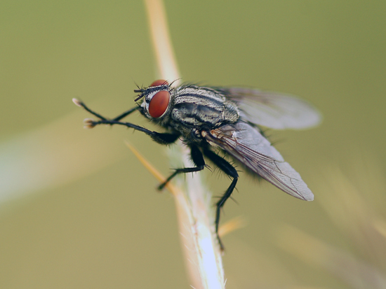 Musca autunnalis   Chiedo conferma