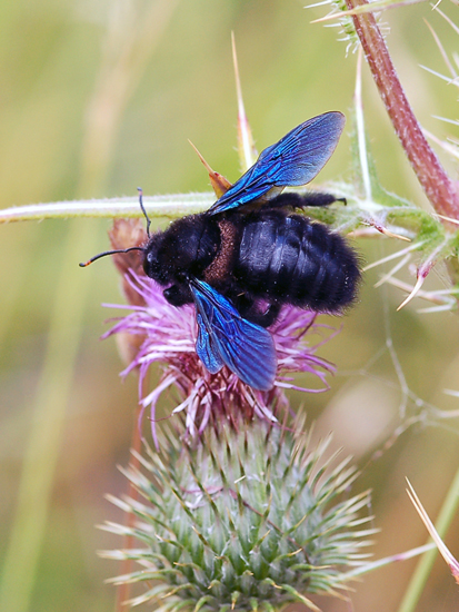 Maschio di Xylocopa violacea con acari parassiti