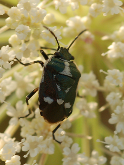 Pentatomidae: Eurydema oleracea