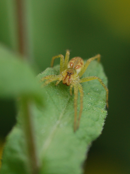 Dolomedes sp.