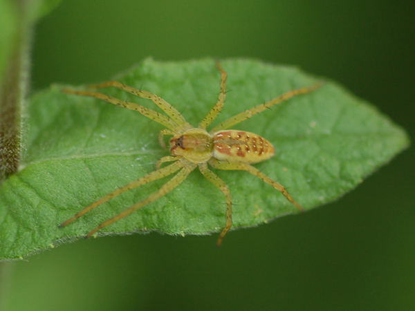 Dolomedes sp.