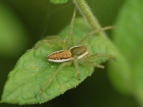 Dolomedes sp.