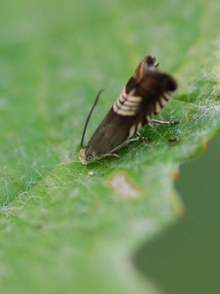 Da identificare - Grapholita compositella