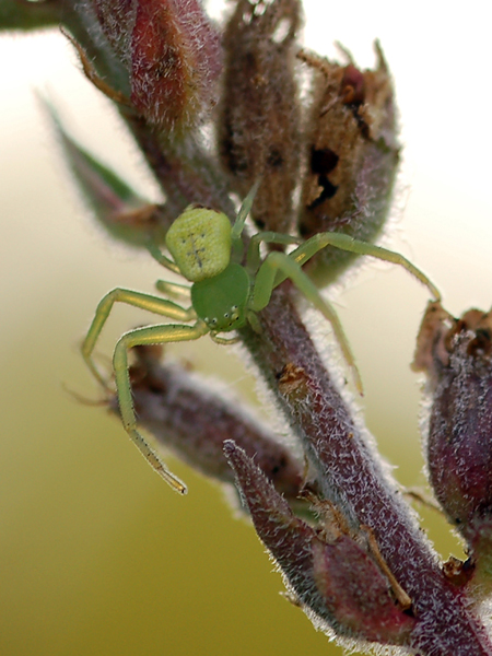 Ebrechtella tricuspidata