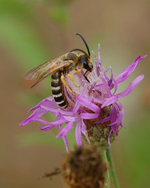 Bombus sp. e maschio di Halictus scabiosae