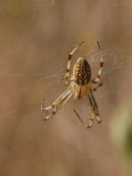 Neoscona adianta