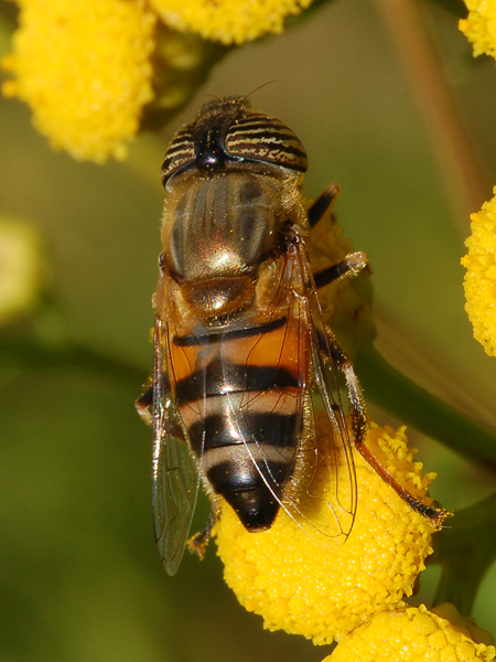 Eristalinus taeniops (Dittero Syrphidae)