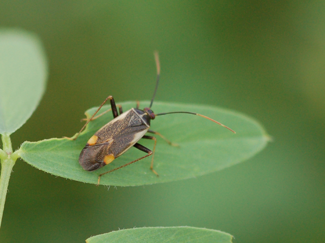 Miridae: Adelphocoris seticornis