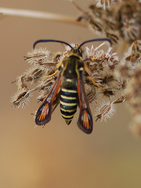 Pennisetia hylaeiformis?