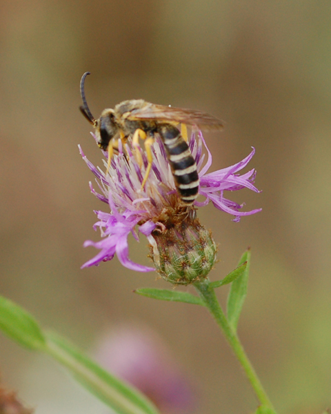 Bombus sp. e maschio di Halictus scabiosae