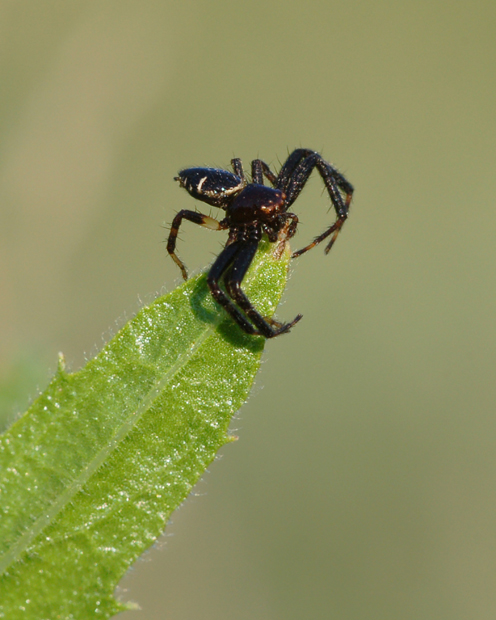 Synema globosum