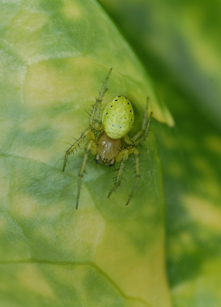 Araniella sp.