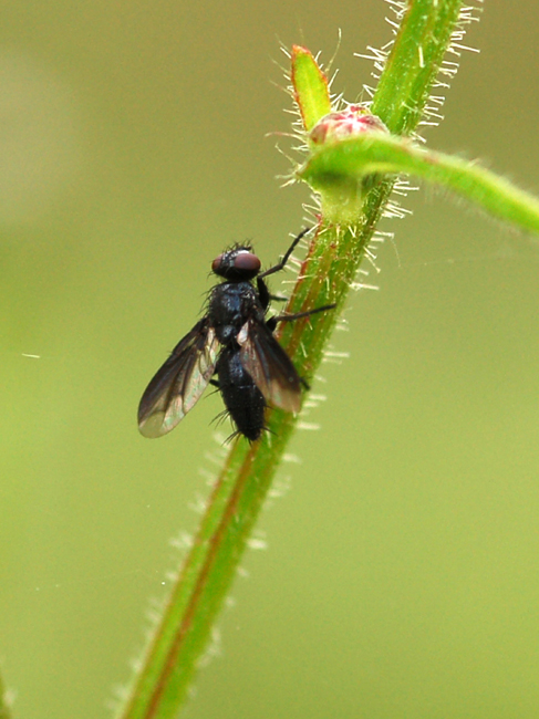 Nyctia halterata (Sarcophagidae)