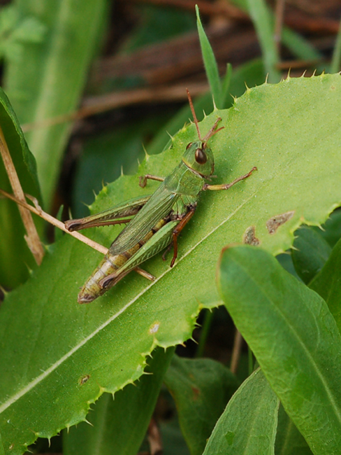 Chorthippus dorsatus