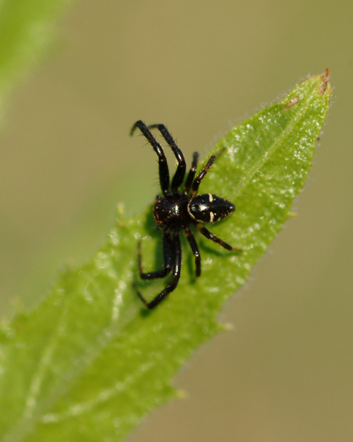 Synema globosum