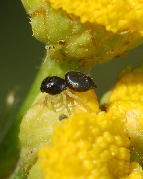 Heliophanus sp.