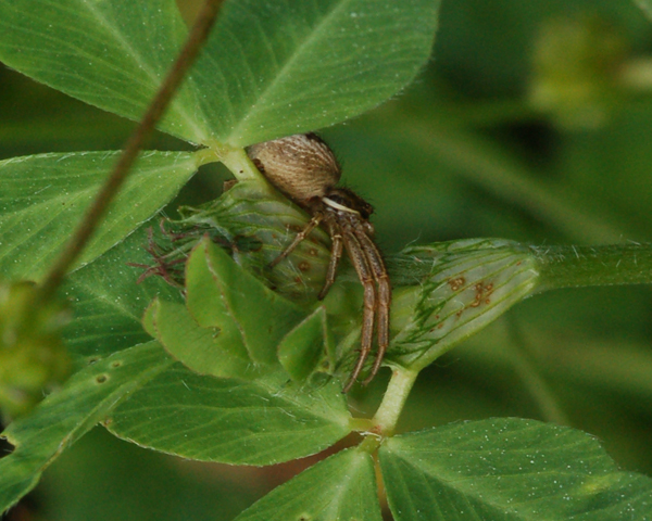 Xysticus sp.