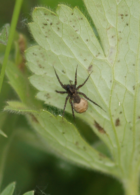 Pardosa sp.