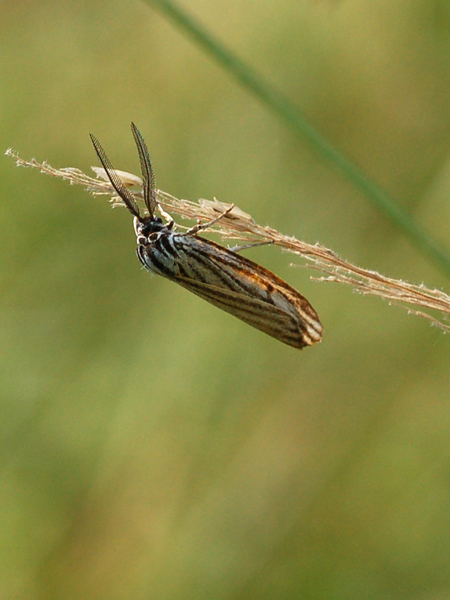 Da identificare - Coscinia striata