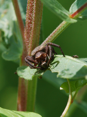 Thomisidae