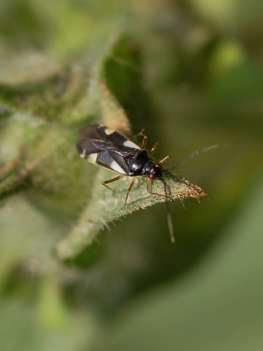 Miridae: Dryophilocoris flavoquadrimaculatus di Lucca